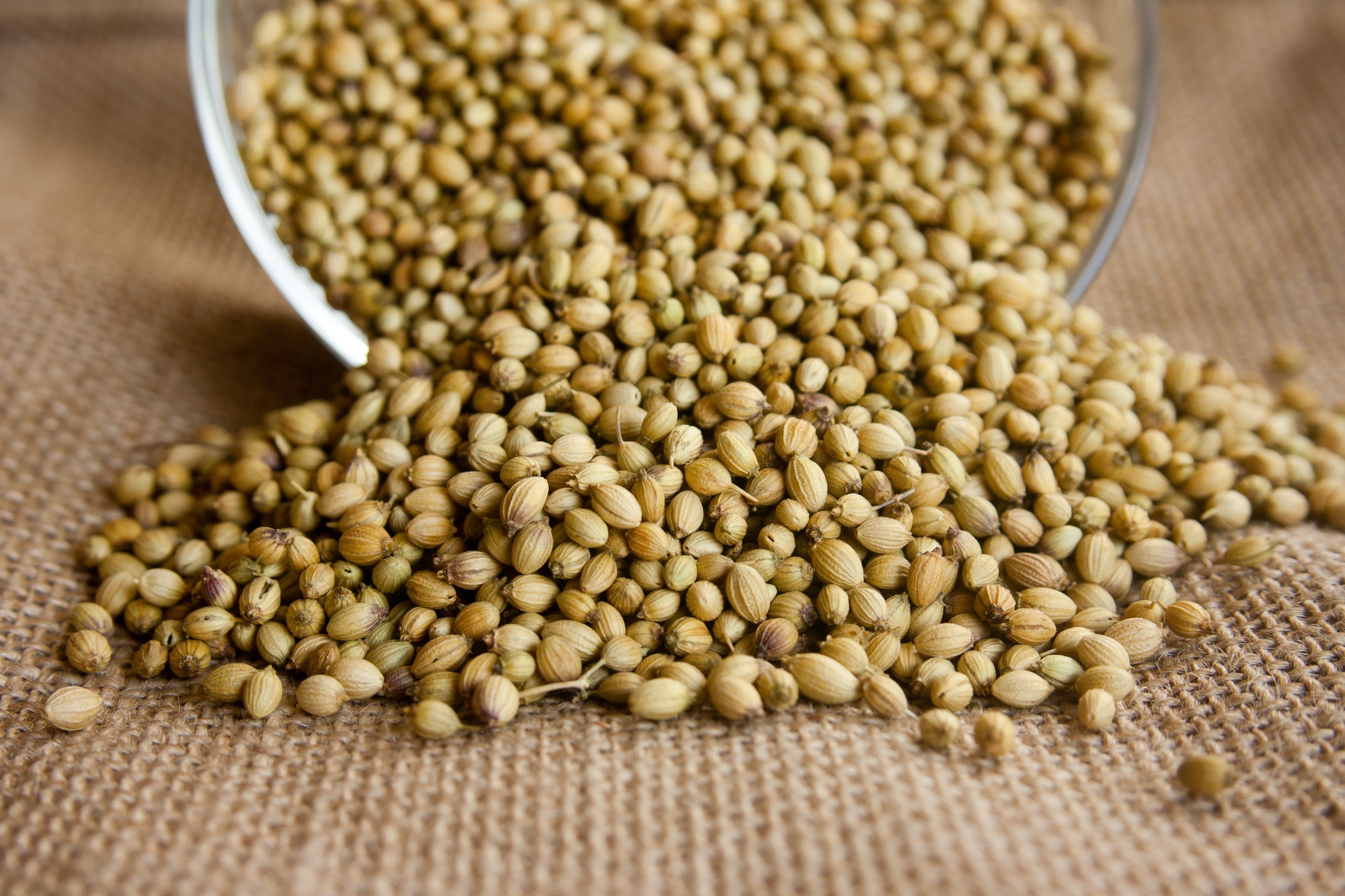 Coriander Seeds with High Aroma